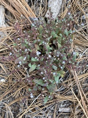 Phacelia austromontana