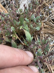 Phacelia austromontana