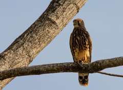 Falco moluccensis