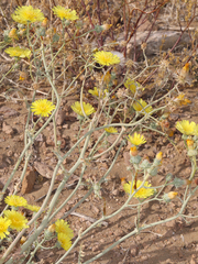 Malacothrix sonchoides