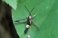 Synanthedon kathyae