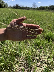 Hesperostipa spartea