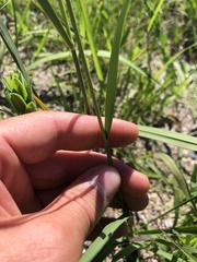 Hesperostipa spartea