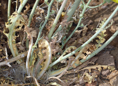 Malacothrix sonchoides