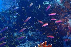 Luzonichthys waitei