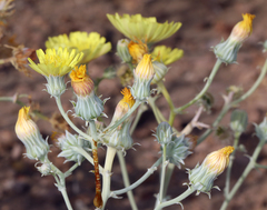 Malacothrix sonchoides