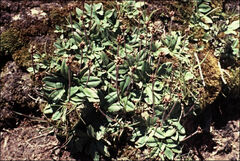 Plantago alpestris