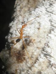 Leptomyrmex pallens