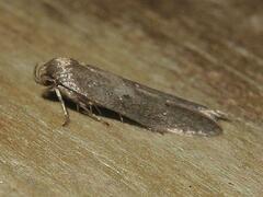 Holcocera chalcofrontella