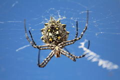Argiope australis