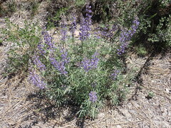 Lupinus caudatus caudatus