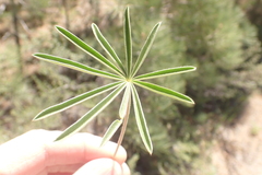 Lupinus caudatus caudatus