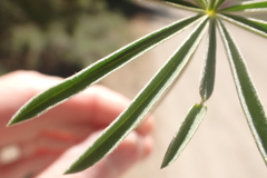 Lupinus caudatus caudatus