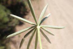 Lupinus caudatus caudatus