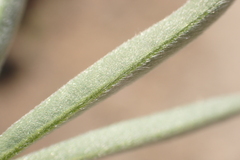 Lupinus caudatus caudatus