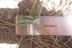 Lupinus caudatus caudatus