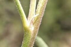 Lupinus caudatus caudatus