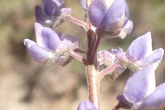 Lupinus caudatus caudatus