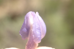 Lupinus caudatus caudatus
