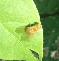 Neogriphoneura