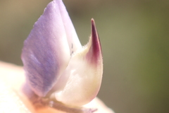 Lupinus caudatus caudatus