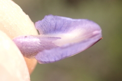 Lupinus caudatus caudatus