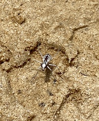 Ellipsoptera gratiosa