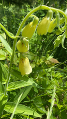 Digitalis grandiflora