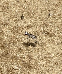 Ellipsoptera gratiosa