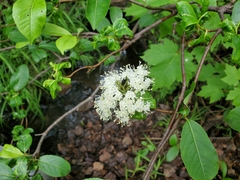 Viburnum cassinoides image
