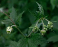 Geum geniculatum