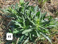 Mentzelia decapetala