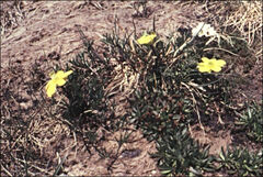 Ranunculus gunnianus