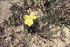 Ranunculus gunnianus