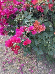 Bougainvillea