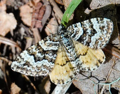 Epirrhoe plebeculata