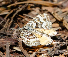 Epirrhoe plebeculata