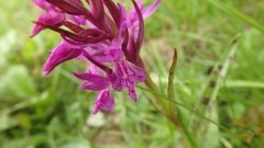 Dactylorhiza lapponica