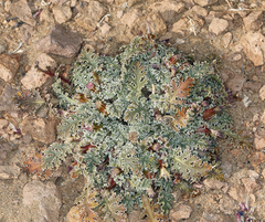 Glyptopleura marginata