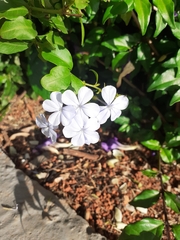 Plumbago auriculata