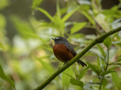 Ochthoeca cinnamomeiventris