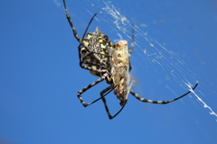 Argiope australis