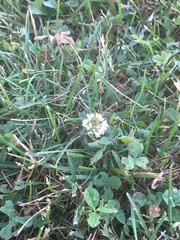 Trifolium repens