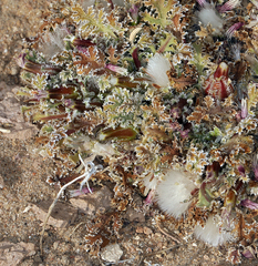 Glyptopleura marginata