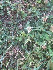 Trifolium repens