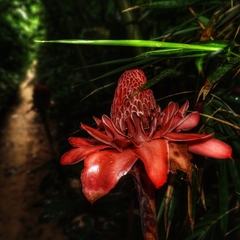Etlingera elatior