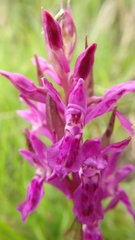 Dactylorhiza lapponica