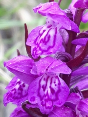 Dactylorhiza lapponica