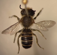 Megachile argentata