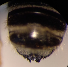 Megachile argentata